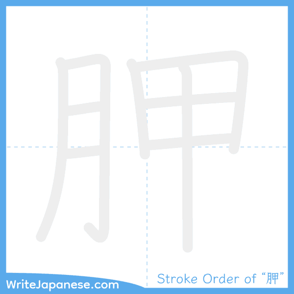 How to write Japanese kanji "胛" - stroke order animation