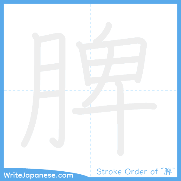 How to write Japanese kanji "脾" - stroke order animation