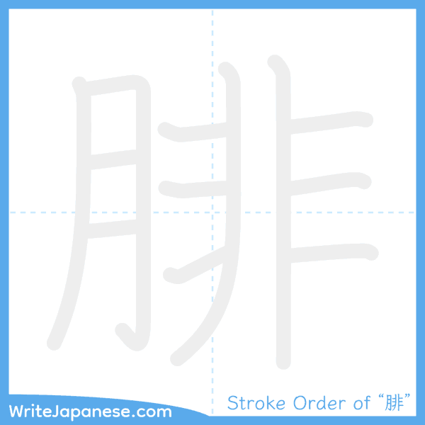 How to write Japanese kanji "腓" - stroke order animation