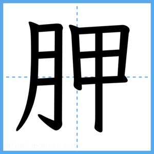 Japanese Kanji "胛" - Stroke Order Guide