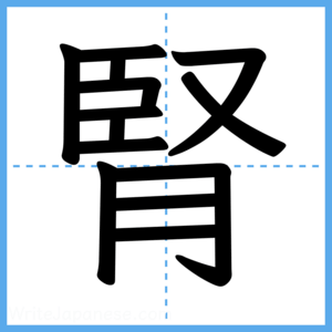 Japanese Kanji "腎" - Stroke Order Guide