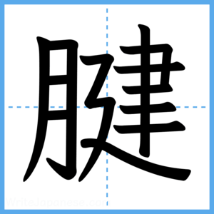 Japanese Kanji "腱" - Stroke Order Guide