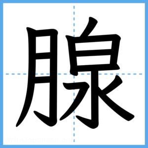 Japanese Kanji "腺" - Stroke Order Guide