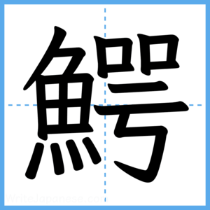 Japanese Kanji "鰐" - Stroke Order Guide