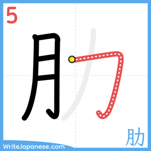 How to write "肋" - stroke 5