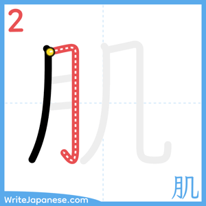 How to write "肌" - stroke 2