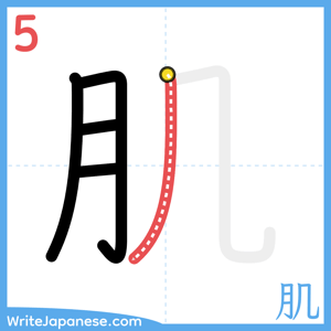 How to write "肌" - stroke 5