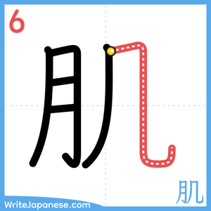 How to write "肌" - stroke 6