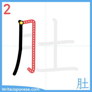 How to write "肚" - stroke 2