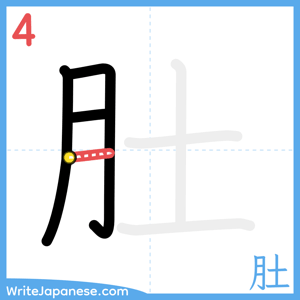 How to write "肚" - stroke 4
