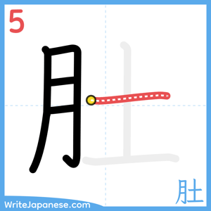 How to write "肚" - stroke 5