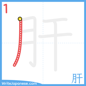 How to write "肝" - stroke 1