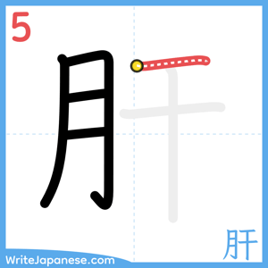 How to write "肝" - stroke 5
