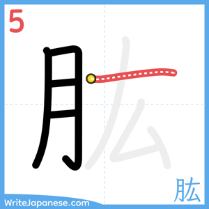 How to write "肱" - stroke 5