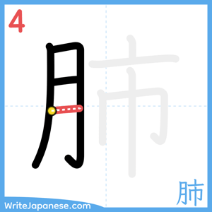 How to write "肺" - stroke 4