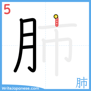 How to write "肺" - stroke 5
