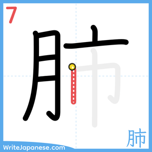 How to write "肺" - stroke 7