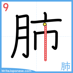 How to write "肺" - stroke 9