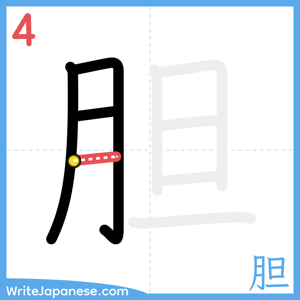How to write "胆" - stroke 4