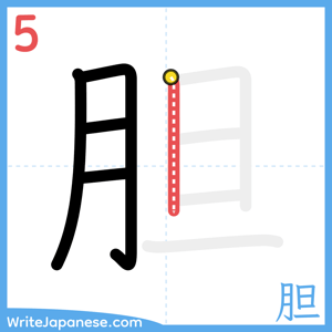 How to write "胆" - stroke 5