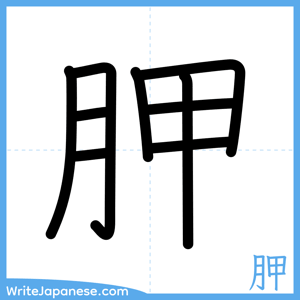 How to write "胛" - complete stroke order