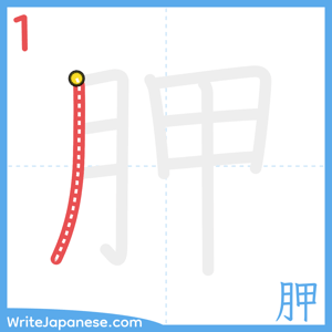How to write "胛" - stroke 1
