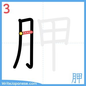 How to write "胛" - stroke 3