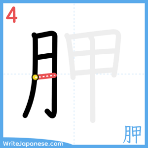 How to write "胛" - stroke 4