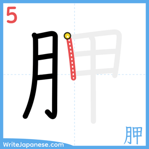 How to write "胛" - stroke 5