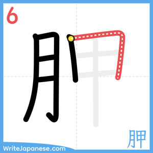 How to write "胛" - stroke 6