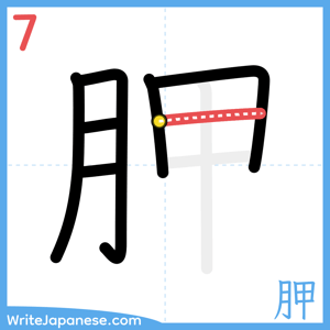 How to write "胛" - stroke 7