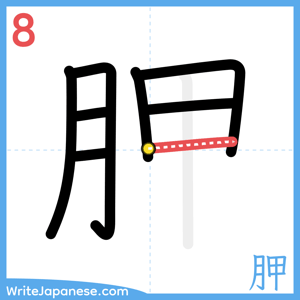 How to write "胛" - stroke 8
