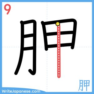 How to write "胛" - stroke 9