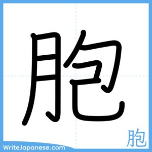 How to write "胞" - complete stroke order