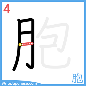 How to write "胞" - stroke 4