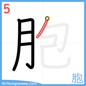 How to write "胞" - stroke 5