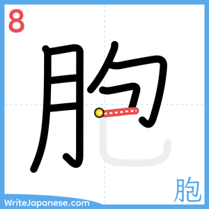 How to write "胞" - stroke 8