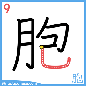 How to write "胞" - stroke 9