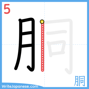 How to write "胴" - stroke 5