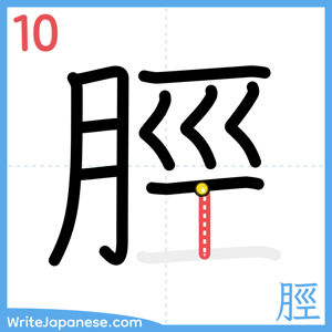 How to write "脛" - stroke 10