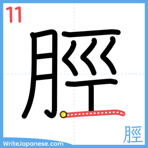 How to write "脛" - stroke 11