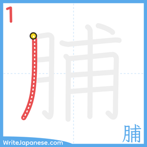 How to write "脯" - stroke 1