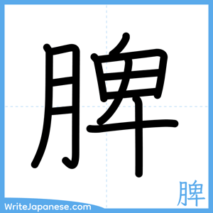 How to write "脾" - complete stroke order