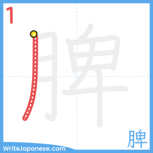 How to write "脾" - stroke 1