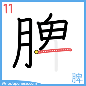 How to write "脾" - stroke 11