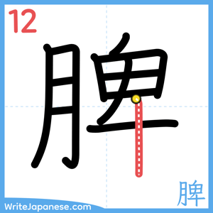 How to write "脾" - stroke 12