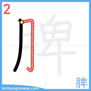 How to write "脾" - stroke 2