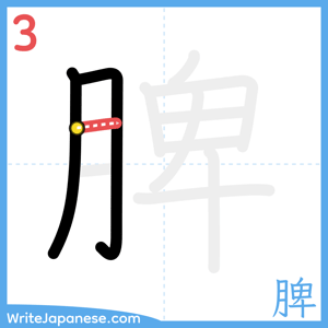 How to write "脾" - stroke 3