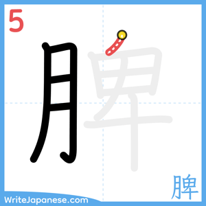 How to write "脾" - stroke 5
