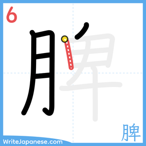 How to write "脾" - stroke 6